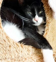 Molly – EKH, Weibchen, 13 Jahre, 13057 Berlin – Foto 3