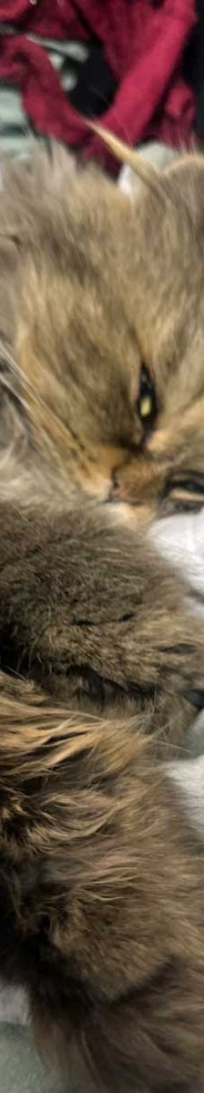 Pumba + Fussel – Hl. Birma (Pumba), Perser (Fussel), Männchen, 8 Jahre, 82031 Grünwald – Foto 1