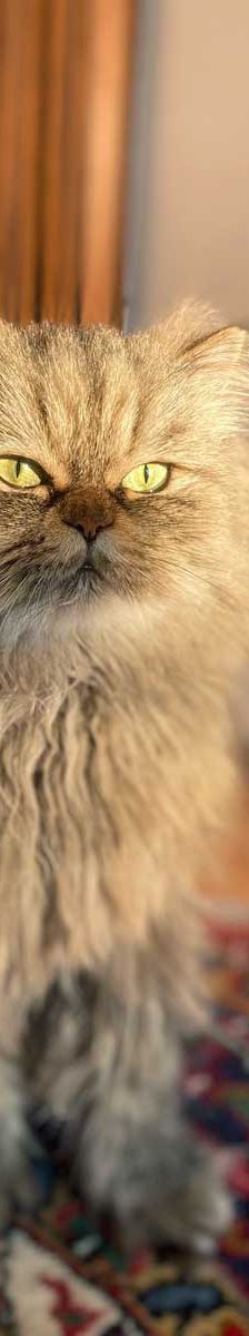 Pumba + Fussel – Hl. Birma (Pumba), Perser (Fussel), Männchen, 8 Jahre, 82031 Grünwald – Foto 2