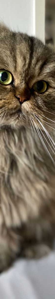 Pumba + Fussel – Hl. Birma (Pumba), Perser (Fussel), Männchen, 8 Jahre, 82031 Grünwald – Foto 3