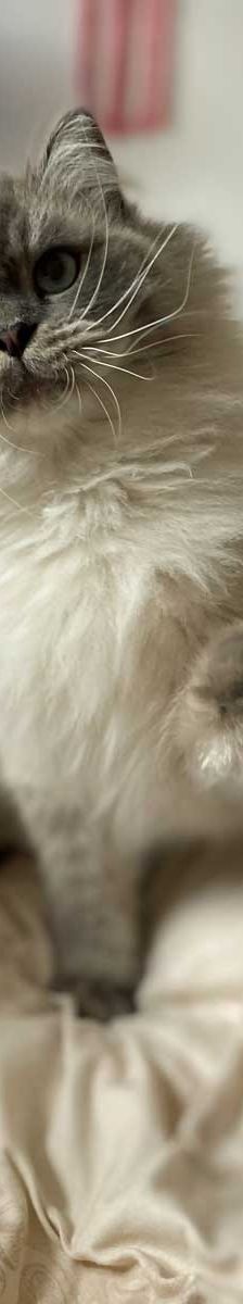 Pumba + Fussel – Hl. Birma (Pumba), Perser (Fussel), Männchen, 8 Jahre, 82031 Grünwald – Foto 4