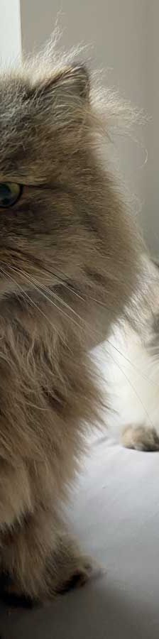 Pumba + Fussel – Hl. Birma (Pumba), Perser (Fussel), Männchen, 8 Jahre, 82031 Grünwald – Foto 6