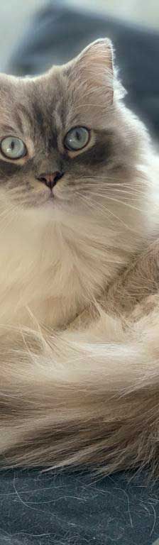Pumba + Fussel – Hl. Birma (Pumba), Perser (Fussel), Männchen, 8 Jahre, 82031 Grünwald – Foto 7