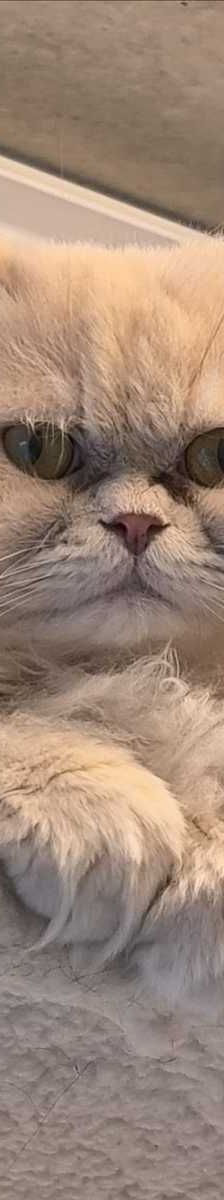 TEDDY – Perser, Männchen, 2 Jahre 8 Monate, 81829 München – Foto 1