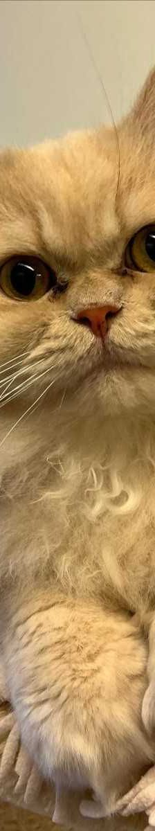 TEDDY – Perser, Männchen, 2 Jahre 8 Monate, 81829 München – Foto 2