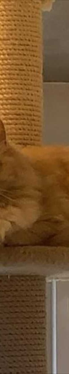 TEDDY – Perser, Männchen, 2 Jahre 8 Monate, 81829 München – Foto 3