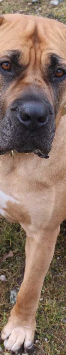FINJA – Boerboel, Weibchen, 4 Jahre 7 Monate, 81829 München – Foto 1