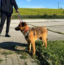 Dante – Belgischer Schäferhund Tornjak-Mix, Männchen, 9 Monate, Nordic Strays e.V. – Foto 2