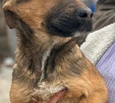 Dante – Belgischer Schäferhund Tornjak-Mix, Männchen, 9 Monate, Nordic Strays e.V. – Foto 3
