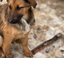 Dante – Belgischer Schäferhund Tornjak-Mix, Männchen, 9 Monate, Nordic Strays e.V. – Foto 4
