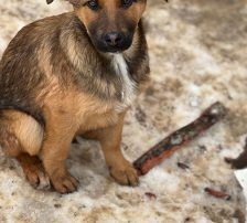 Dante – Belgischer Schäferhund Tornjak-Mix, Männchen, 9 Monate, Nordic Strays e.V. – Foto 5