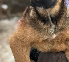 Dante – Belgischer Schäferhund Tornjak-Mix, Männchen, 9 Monate, Nordic Strays e.V. – Foto 6
