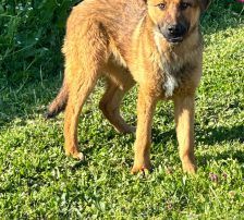 Dante – Belgischer Schäferhund Tornjak-Mix, Männchen, 9 Monate, Nordic Strays e.V. – Foto 7