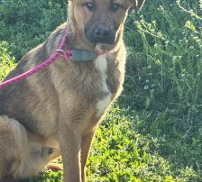 Dante – Belgischer Schäferhund Tornjak-Mix, Männchen, 9 Monate, Nordic Strays e.V. – Foto 8