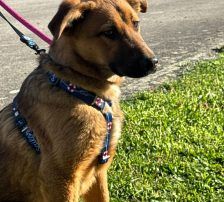 Dante – Belgischer Schäferhund Tornjak-Mix, Männchen, 9 Monate, Nordic Strays e.V. – Foto 9