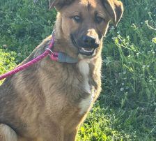 Dante – Belgischer Schäferhund Tornjak-Mix, Männchen, 9 Monate, Nordic Strays e.V. – Foto 10