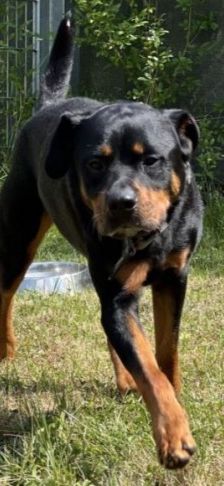 Jano – Rottweiler, Männchen, 2 Jahre 3 Monate, 70195 Stuttgart-Botnang – Foto 1