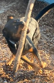 Jano – Rottweiler, Männchen, 2 Jahre 3 Monate, 70195 Stuttgart-Botnang – Foto 2