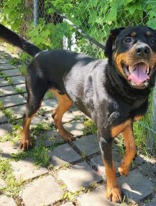 Jano – Rottweiler, Männchen, 2 Jahre 3 Monate, 70195 Stuttgart-Botnang – Foto 11