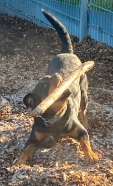 Jano – Rottweiler, Männchen, 2 Jahre 3 Monate, 70195 Stuttgart-Botnang – Foto 3