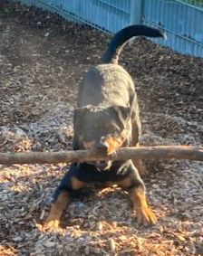 Jano – Rottweiler, Männchen, 2 Jahre 3 Monate, 70195 Stuttgart-Botnang – Foto 4