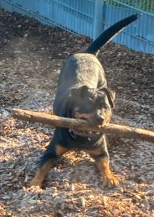 Jano – Rottweiler, Männchen, 2 Jahre 3 Monate, 70195 Stuttgart-Botnang – Foto 5