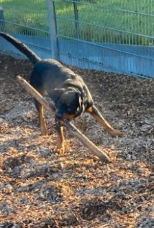Jano – Rottweiler, Männchen, 2 Jahre 3 Monate, 70195 Stuttgart-Botnang – Foto 6