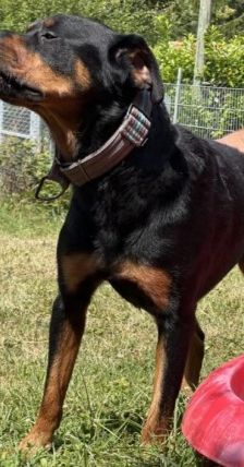Jano – Rottweiler, Männchen, 2 Jahre 3 Monate, 70195 Stuttgart-Botnang – Foto 7