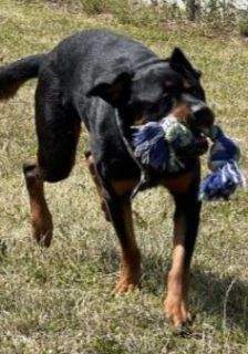Jano – Rottweiler, Männchen, 2 Jahre 3 Monate, 70195 Stuttgart-Botnang – Foto 8
