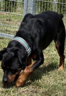 Jano – Rottweiler, Männchen, 2 Jahre 3 Monate, 70195 Stuttgart-Botnang – Foto 9