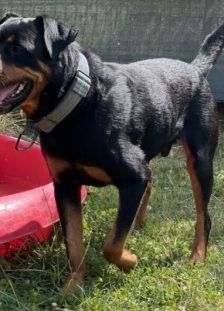 Jano – Rottweiler, Männchen, 2 Jahre 3 Monate, 70195 Stuttgart-Botnang – Foto 10