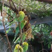 Wellensittiche – Wellensittich, Männchen, Alter unbekannt, 13057 Berlin – Foto 6