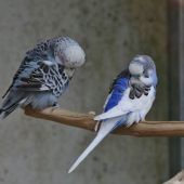 Wellensittiche – Wellensittich, Männchen, Alter unbekannt, 13057 Berlin – Foto 9