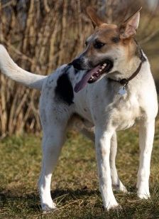 Michel – DSH-Akita-Mix, Männchen, 3 Monate, 70195 Stuttgart-Botnang – Foto 1