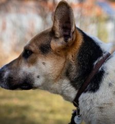 Michel – DSH-Akita-Mix, Männchen, 3 Monate, 70195 Stuttgart-Botnang – Foto 2