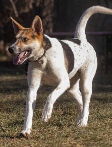 Michel – DSH-Akita-Mix, Männchen, 3 Monate, 70195 Stuttgart-Botnang – Foto 3