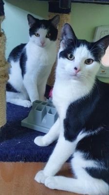 Sid – Katze, Männchen, 2 Jahre, 39576 Stendal – Foto 1