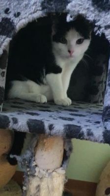 Sid – Katze, Männchen, 2 Jahre, 39576 Stendal – Foto 2