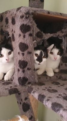 Sid – Katze, Männchen, 2 Jahre, 39576 Stendal – Foto 3