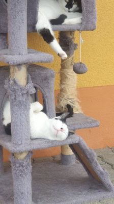 Sid – Katze, Männchen, 2 Jahre, 39576 Stendal – Foto 4
