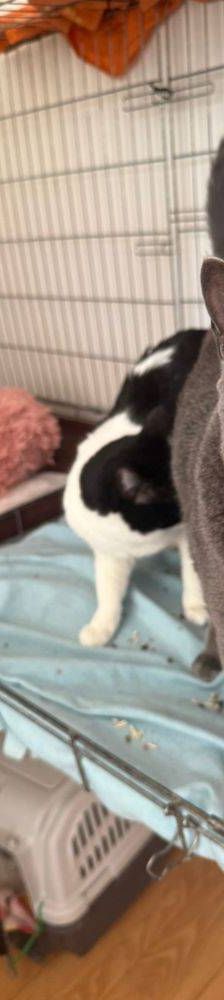 Guapi – EKH, Weibchen, 3 Jahre, 65520 Bad Camberg – Foto 5