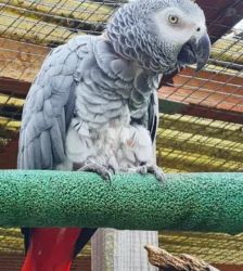 Roger – Graupapagei, Weibchen, 21 Jahre 5 Monate, 13057 Berlin – Foto 4