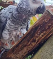 Roger – Graupapagei, Weibchen, 21 Jahre 5 Monate, 13057 Berlin – Foto 5