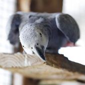 Roger – Graupapagei, Weibchen, 21 Jahre 5 Monate, 13057 Berlin – Foto 7