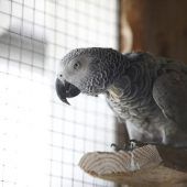 Roger – Graupapagei, Weibchen, 21 Jahre 5 Monate, 13057 Berlin – Foto 9