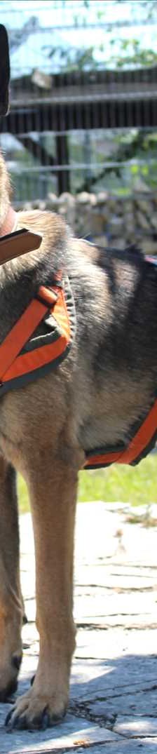 MIKE – Malinois, Mix, Männchen, 3 Jahre, 81829 München – Foto 1
