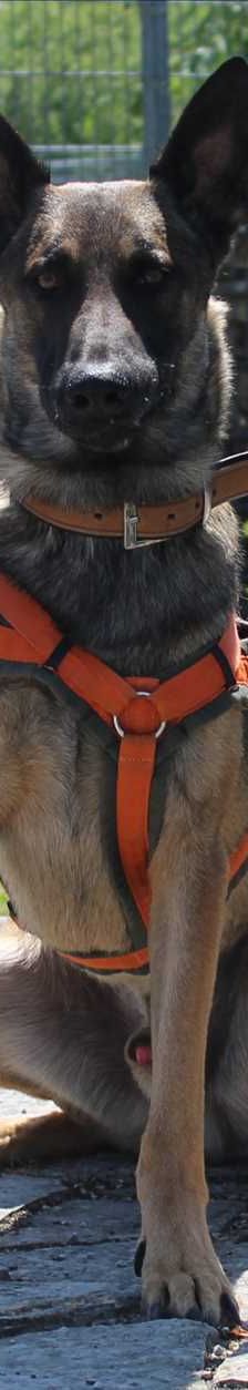 MIKE – Malinois, Mix, Männchen, 3 Jahre, 81829 München – Foto 2