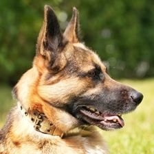 Tim – Schäferhund, Männchen, 1 Jahr, 90537 Feucht – Foto 1