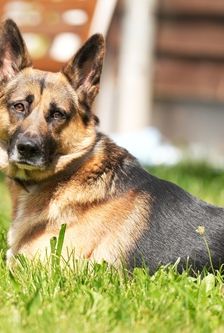 Tim – Schäferhund, Männchen, 1 Jahr, 90537 Feucht – Foto 2