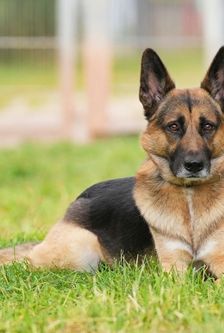 Tim – Schäferhund, Männchen, 1 Jahr, 90537 Feucht – Foto 3